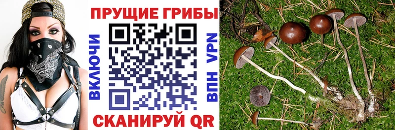 blacksprut как зайти  где найти   Камызяк  Галлюциногенные грибы прущие грибы 